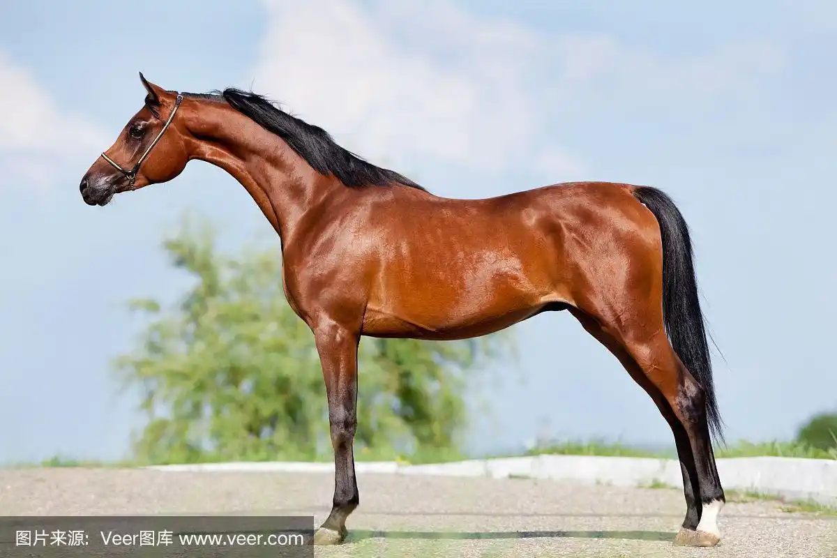 海湾马-构象(侧视图)