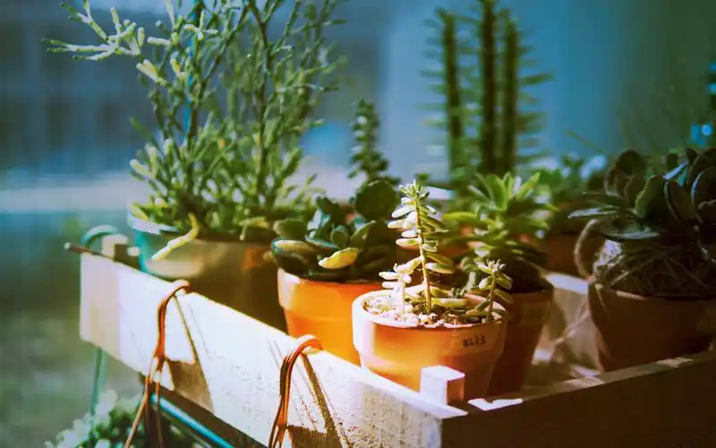 日系小清新多肉植物唯美高清桌面壁纸