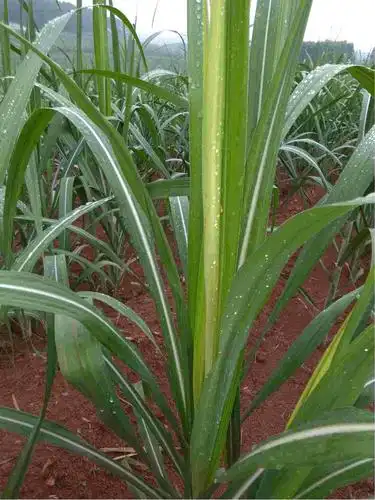 李老师好:我家今年新种6亩甘蔗,现在有很多甘蔗苗都是这样,为什么呢,