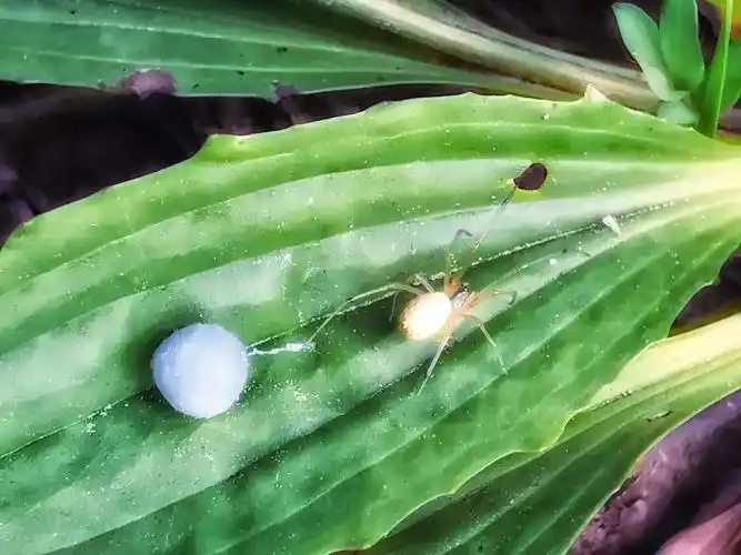 小蜘蛛奋力的施着它的卵袋前行看见我拍照向我瞟来不满的小眼神