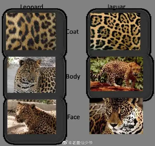 但是可能还有分不清美洲豹jaguar,豹leopard和猎豹cheetah的?