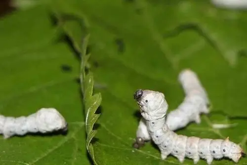 【课程孵化】有趣的蚕宝宝