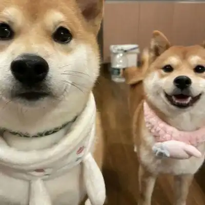 宠物情侣头像超萌一对一左一右可爱高质量动物情侣头像双人