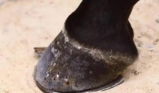 马蹄是马的指甲还是脚丫子