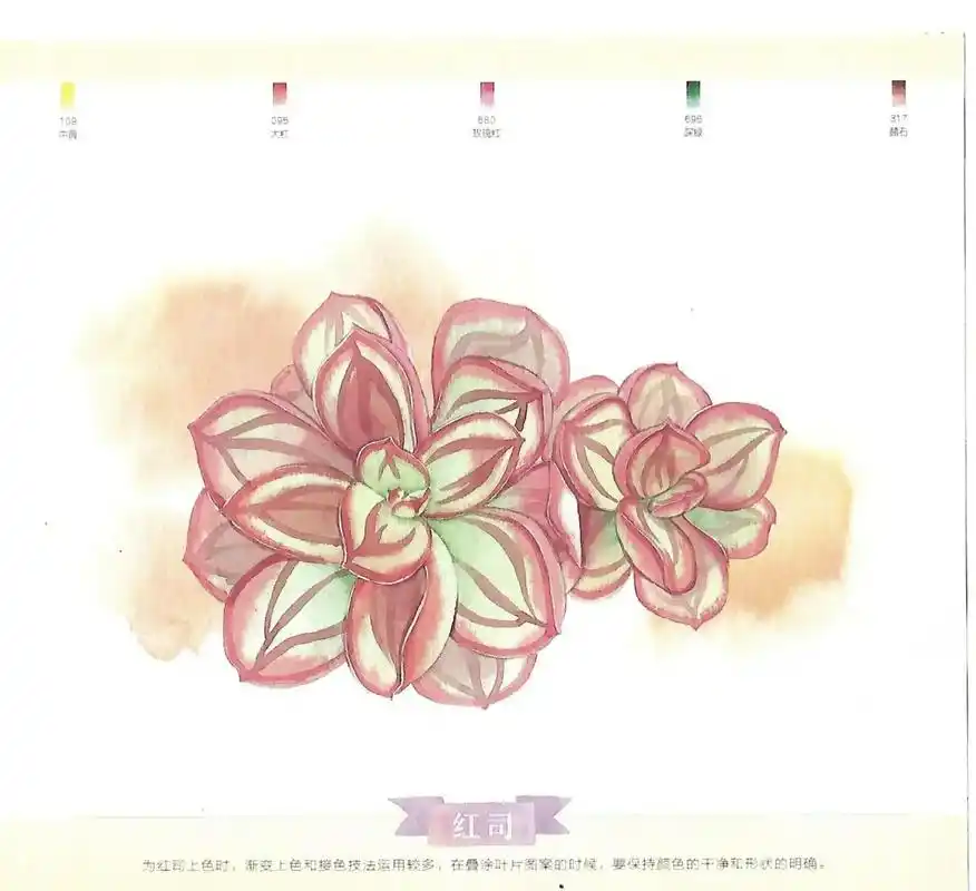 红司多肉水彩绘画步骤.#抖音图文来了 #飞乐鸟 #水彩多肉绘 - 抖音