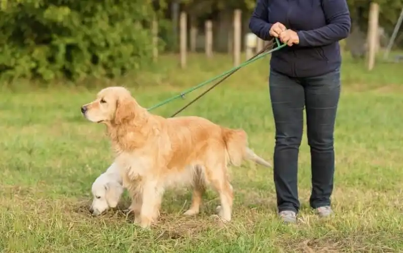 这个年代,养狗的人也渐渐变得多, 但每一个养狗人的意图却不尽相同.