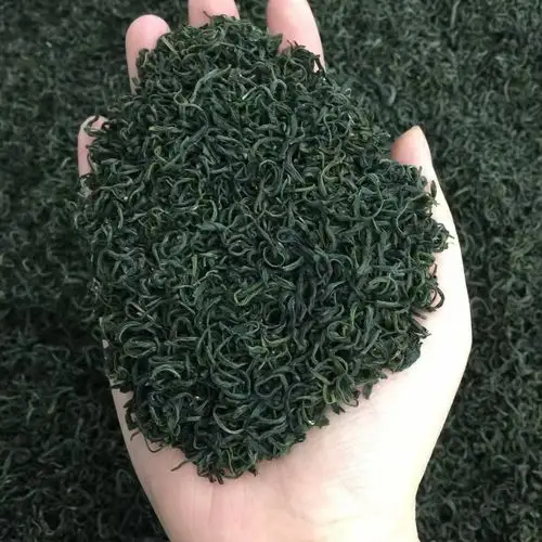 新茶绿茶茶叶特级浓香型绿茶日照松阳香茶高山云雾茶50