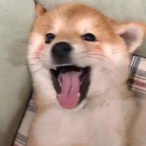 "憨憨,今日份沙雕可爱头像到位"