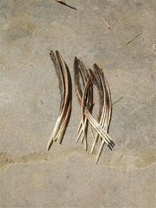 鸡毛也可以当饵料来钓鱼?对于浮鱼非常有效_手机搜狐网