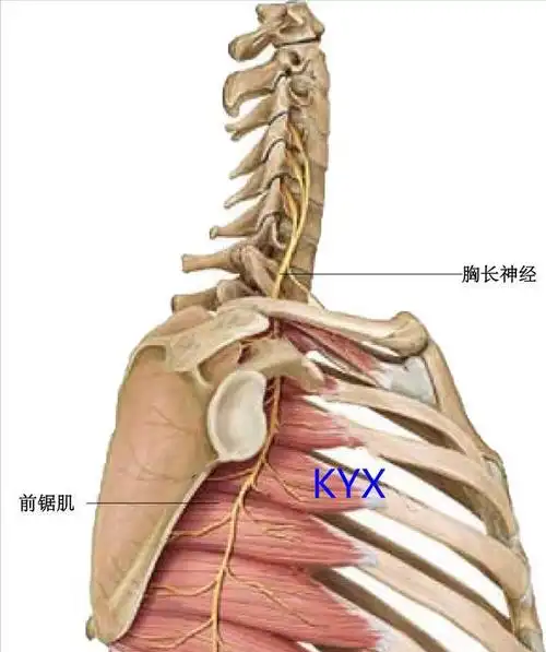 肩胛骨周围区域的3大痛点,究竟是怎么回事?该如何应对?