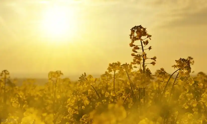 坠入星河的温柔仙句那些温柔到爆的神仙句子