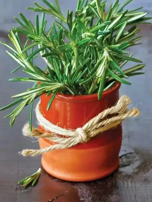 英文"rosemary"是来自拉丁,即"海之朝露"之意.