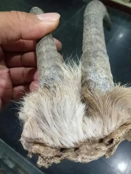 羚羊角超级稀有珍贵品种