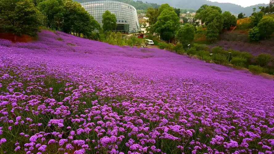 明月之路------畅游宜春花博园