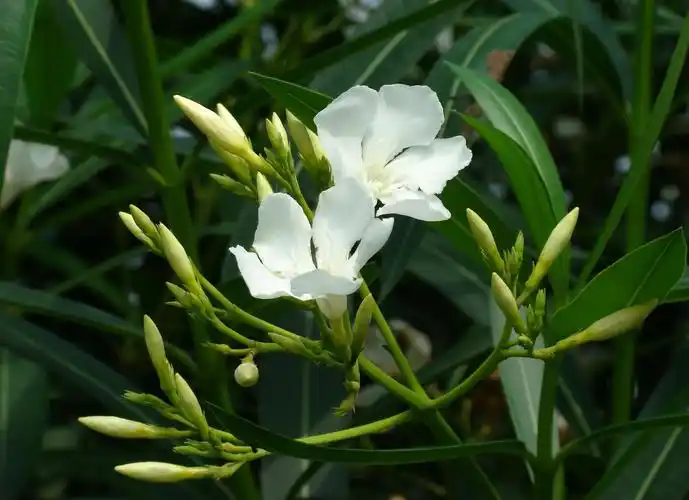 20种最漂亮好养的白色花(图15)