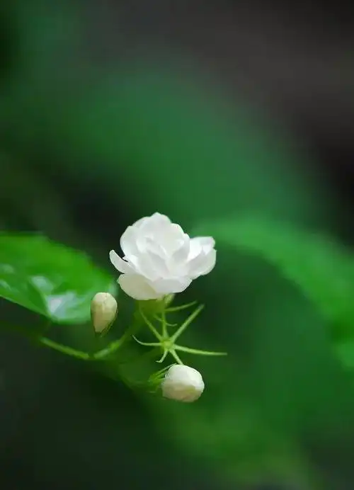 绿色背景图,绿色背景图卡通(护眼壁纸:绿色清新背景图)