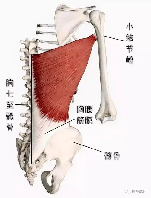理论大讲堂:背阔肌