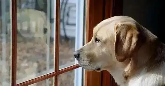 狗狗盯着窗外是渴望自由吗?其实它内心有这些想法