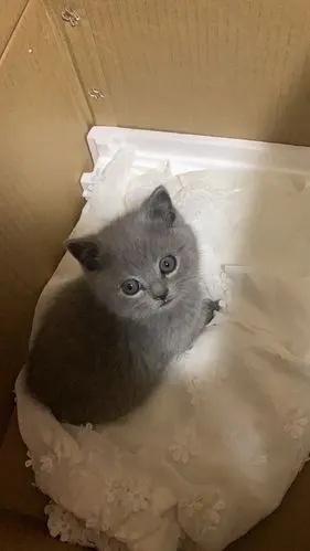 600英短蓝猫两个月大巨可爱