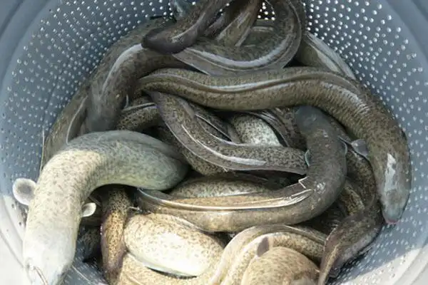 花鳗养殖养殖花鳗野生花鳗多少钱一斤花鳗鱼价格多少钱一斤?