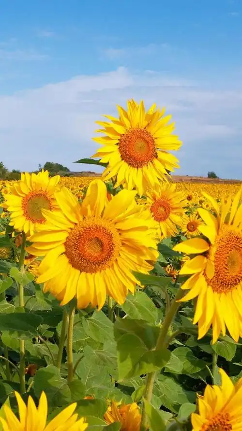 唯美迷人的向日葵风景