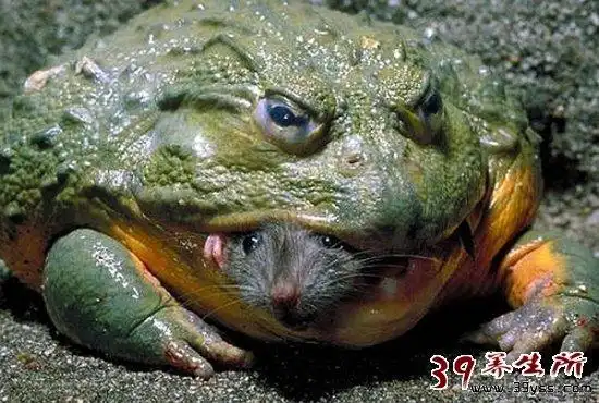 变异生物震惊世界