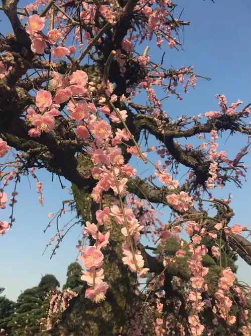 园里种花大伯告诉我们是梅花一一一垂梅宫粉.