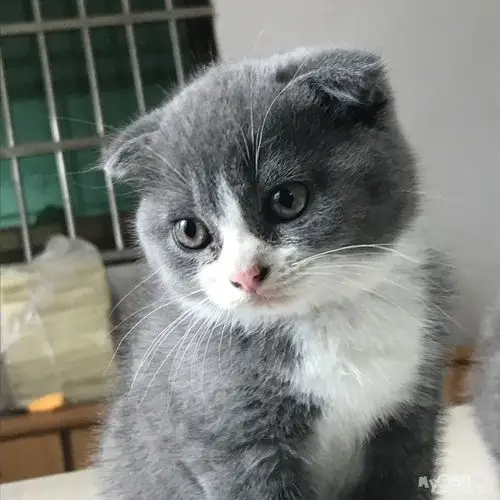 英短,折耳蓝白一只,两只纯蓝