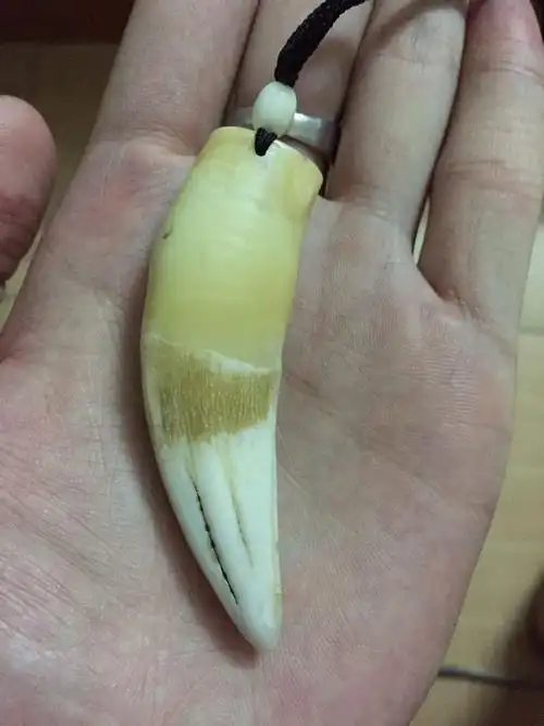 老虎牙挂件怎么样才能防止开裂?该怎么保养?镶金可以吗?