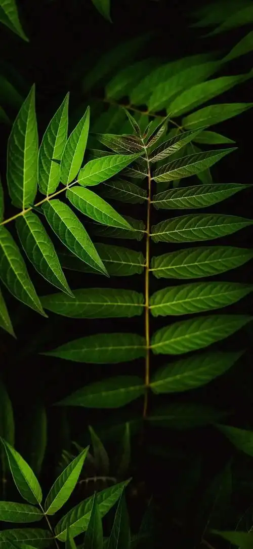 抖音热门高清全面屏手机壁纸精选