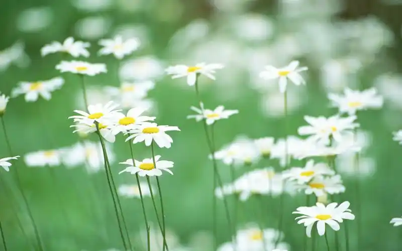 春天里的田野唯美风景壁纸