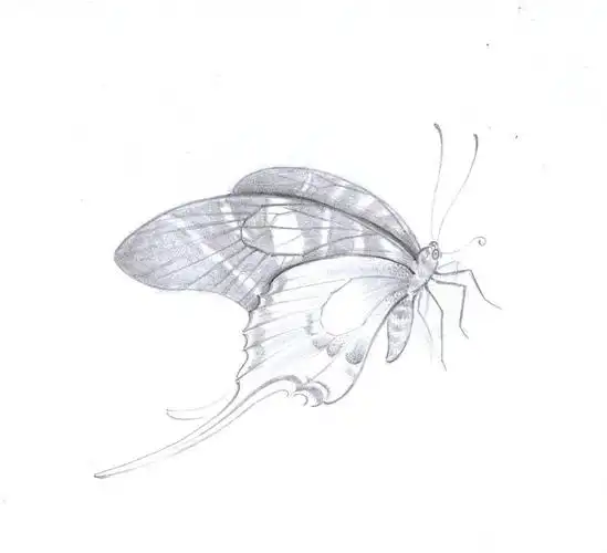 蝴蝶|纯艺术|绘画|qq的糖 - 原创作品 - 站酷 (zcool)