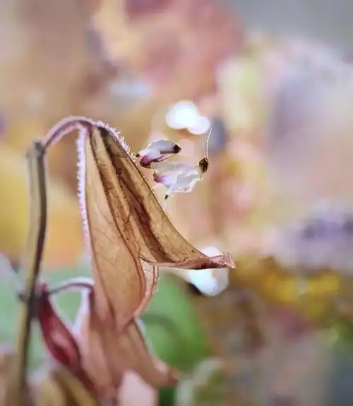 近距离拍摄效果   以上照片由镜头官方提供    一只可以实现无级变