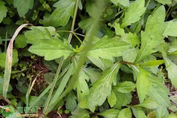 鱼秋草产地在哪鱼秋草的功效与作用_花木园艺网 - 撒哈拉