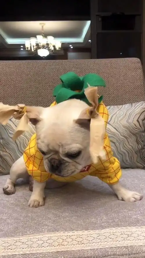 社会狗的新造型出来了