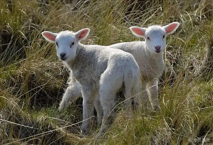 两个_家羊_羊羔_绵羊_高清图片_全景视觉