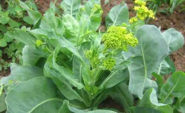 清热解毒凉血消斑良药大青叶