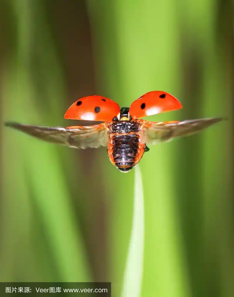 红色的小瓢虫飞离了新鲜的绿草