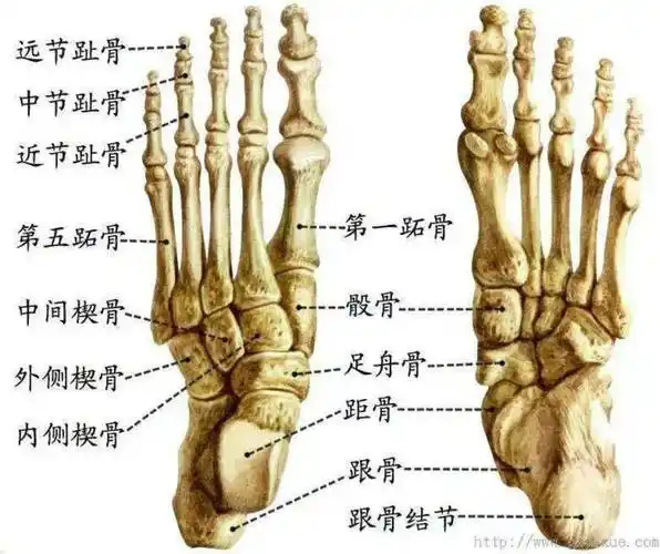 每只脚上有26块骨和29块肌肉,而你的全身有206块骨和600多块肌肉.