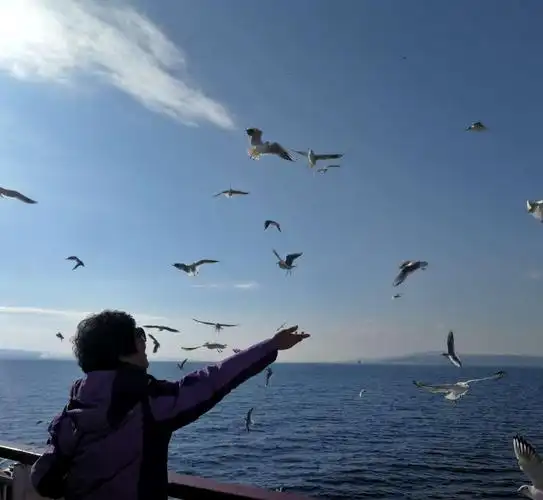 成群的海鸥一路追随