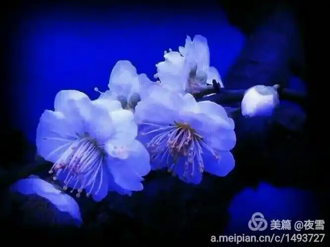 孟黎(莲)|蓝梅花