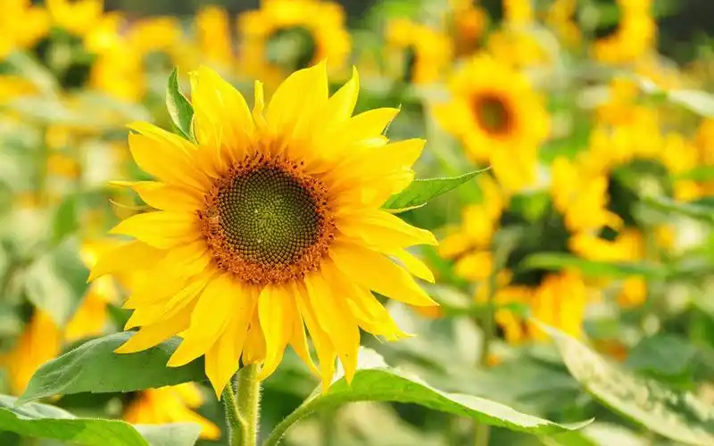 治愈人心的唯美心情说说短句 总有一句触碰你的心弦