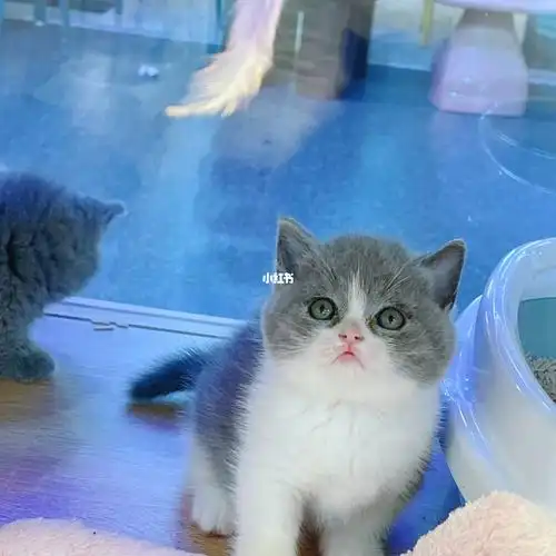 出售一只蓝白矮脚妹妹