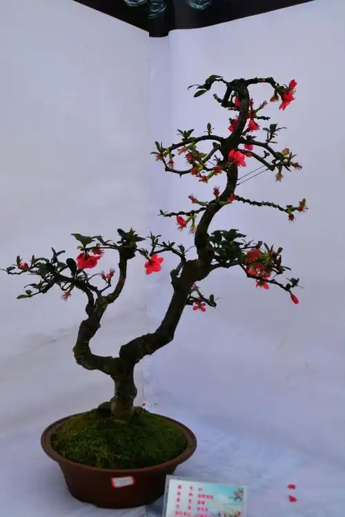 成都市首届海棠花节盆景展欣赏,江绍伦偏记.