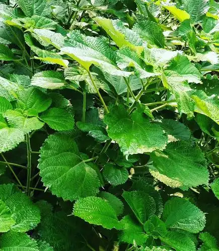 苎麻一种神奇的植物