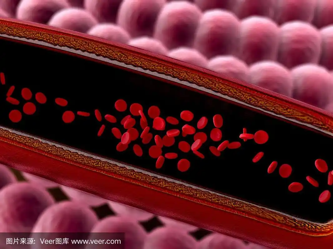 红细胞,血管