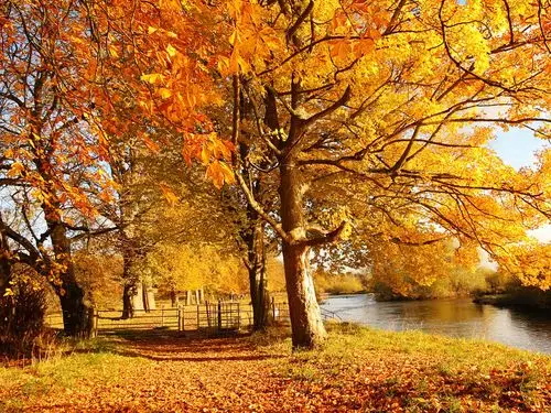 苏格兰的马瑟韦尔,自然森林秋天,树木,黄叶,河 壁纸