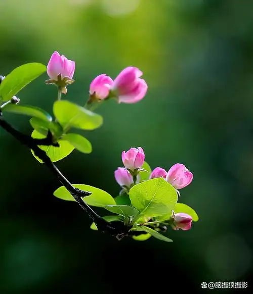 花草摄影,牢记这11个拍摄要领,让你的照片更加唯美雅致