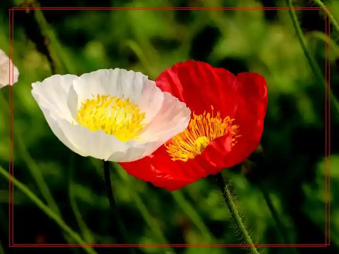 漂亮的野罂粟花