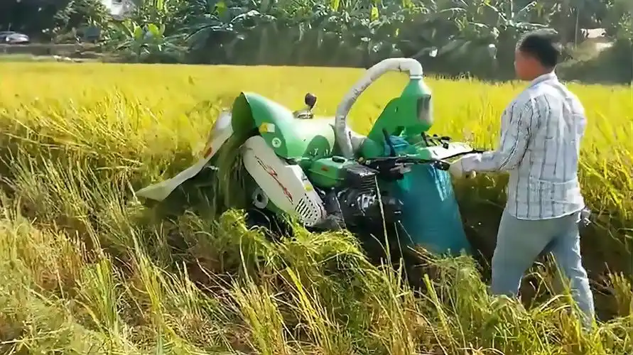 小型收割机收水稻,农民的好帮手,这样的农业机械你见过吗